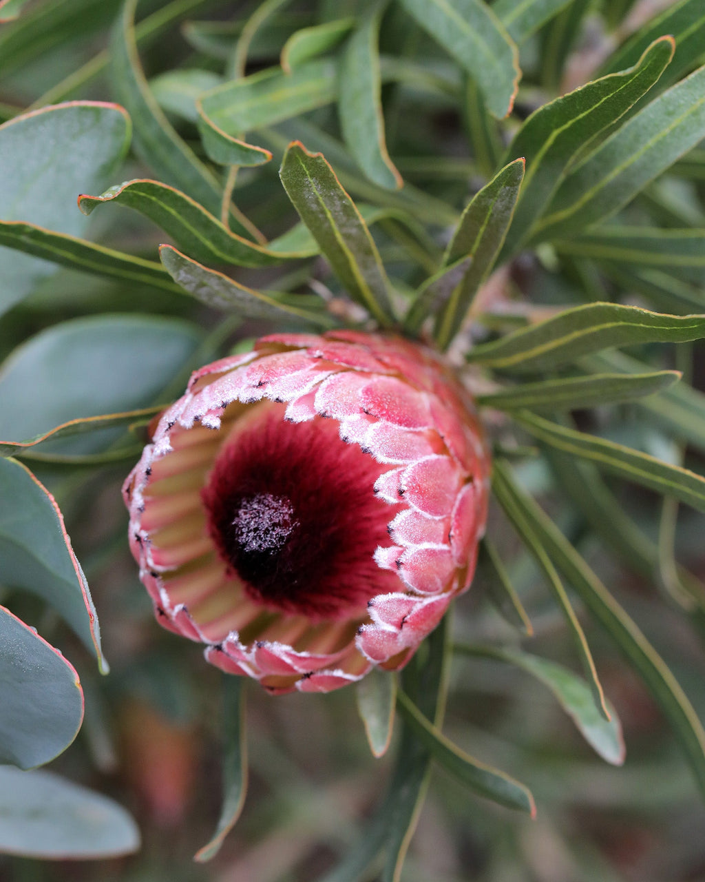 Protea Pixie