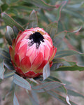 Protea Possum Magic
