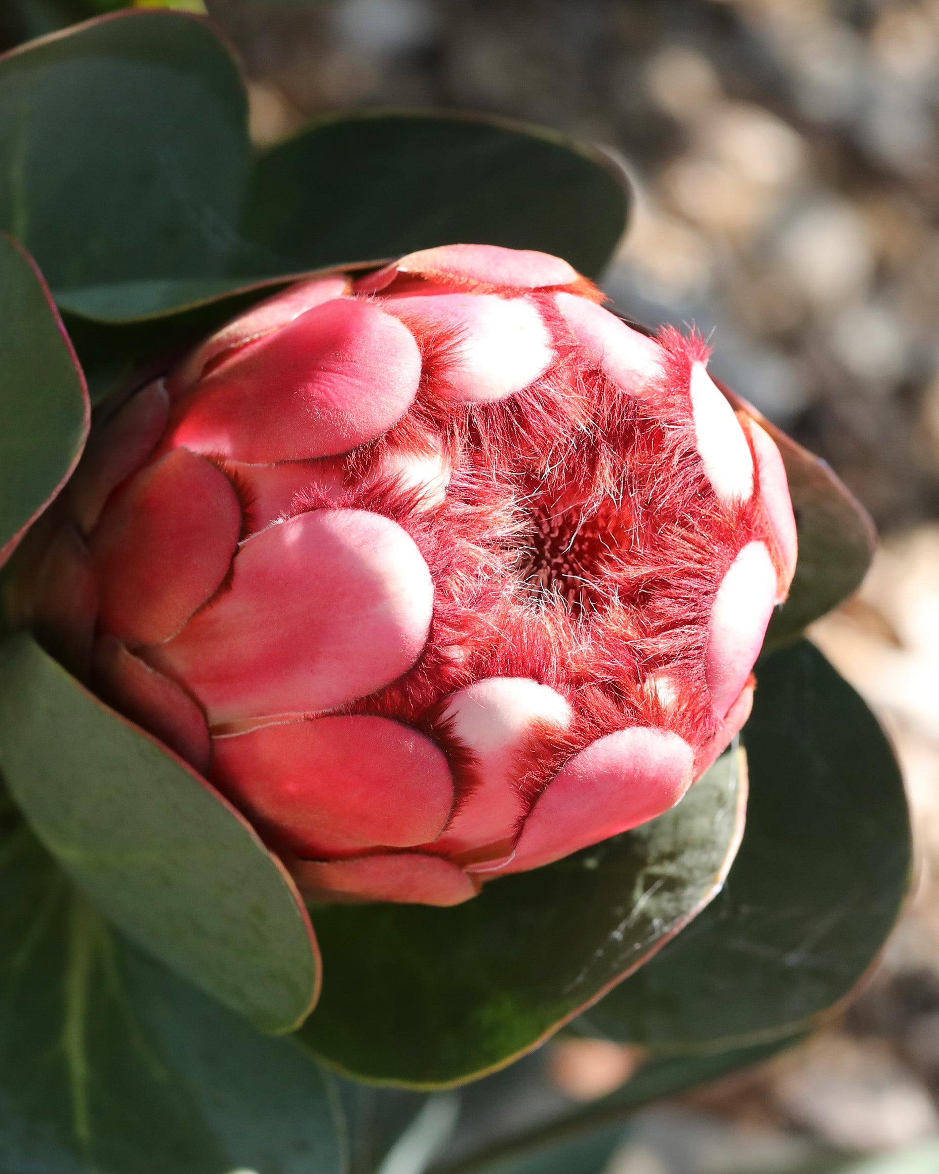 Princess Protea, Protea grandiceps