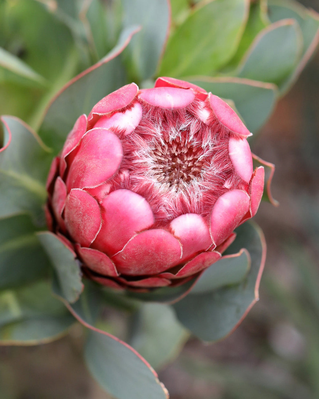 Protea Rif Princess Protea Plant | Protea Grandiceps | Proteaflora