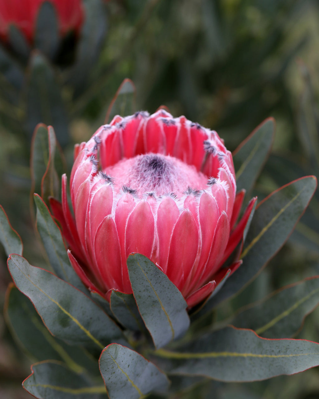 Close-up of a pink protea flower with green leaves.