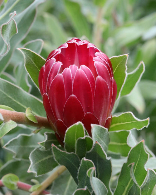 Protea Brenda