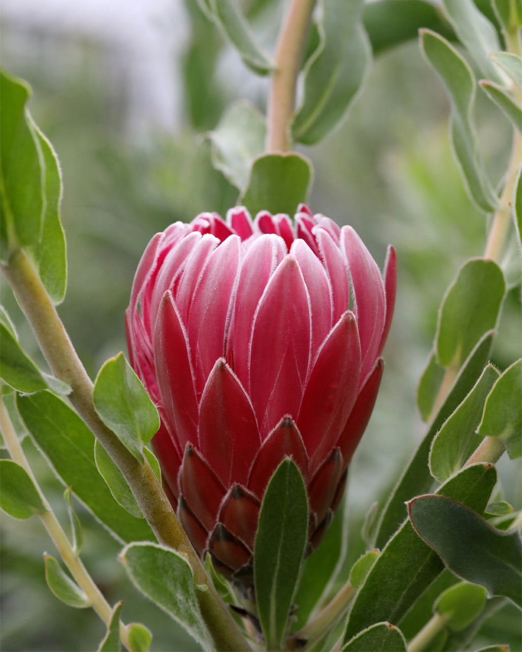 Protea Christine
