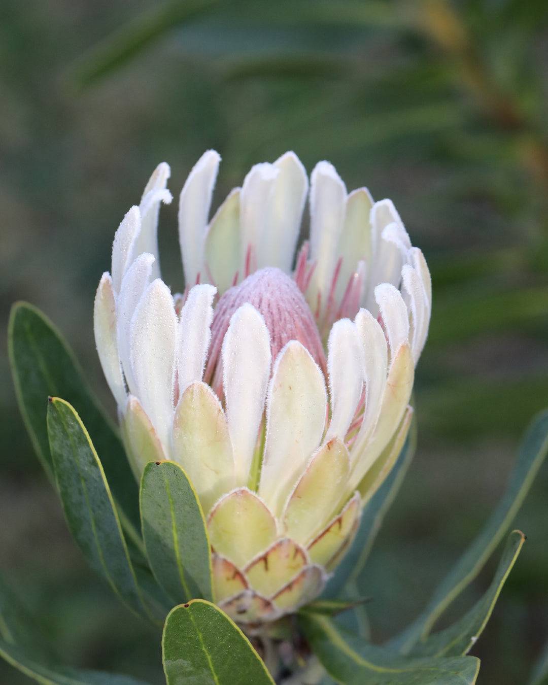 プロテア　ドナ Protea Donna – Beautiful Creamy White Garden Plants - 100mm Pot