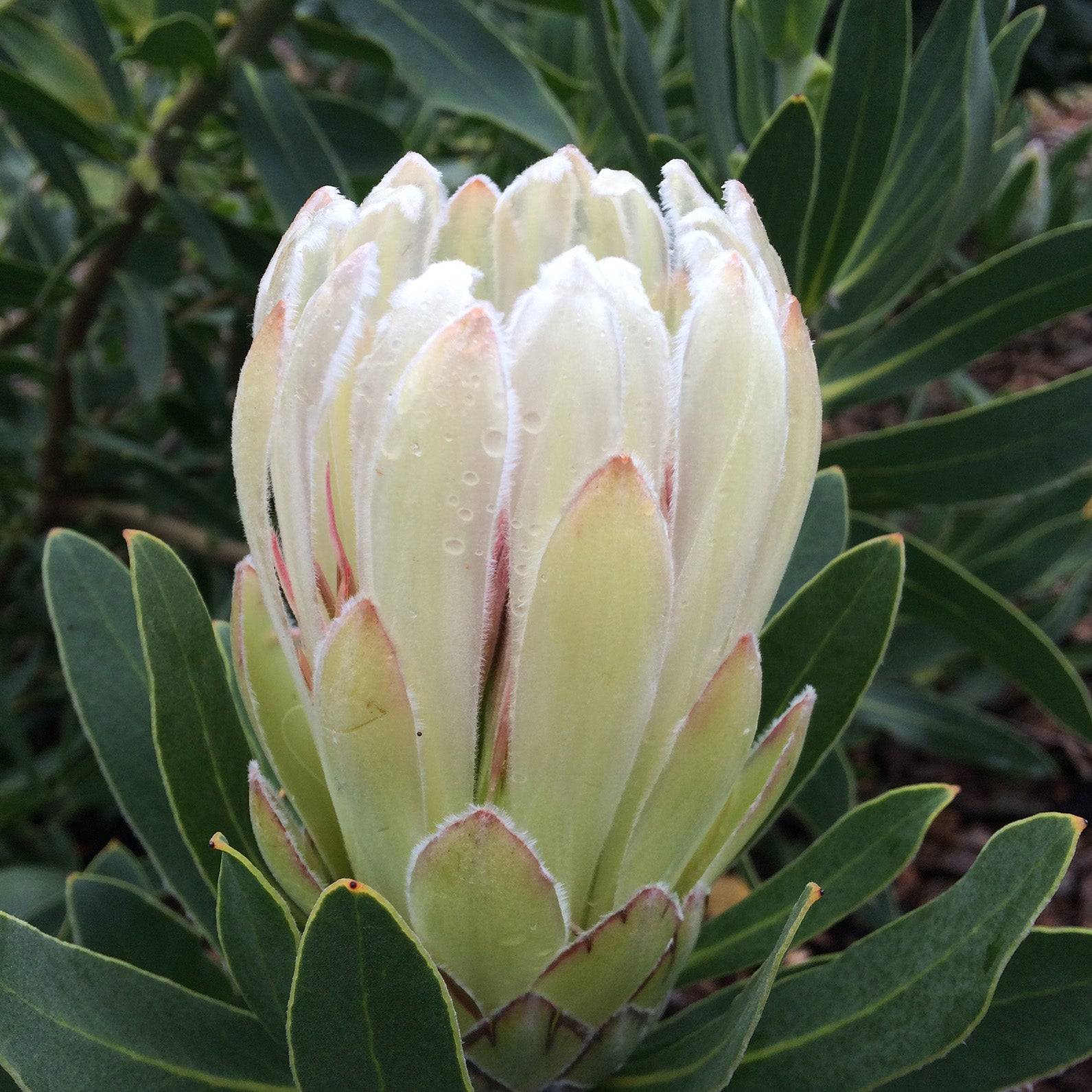 プロテア　ドナ Protea Donna – Beautiful Creamy White Garden Plants - 100mm Pot