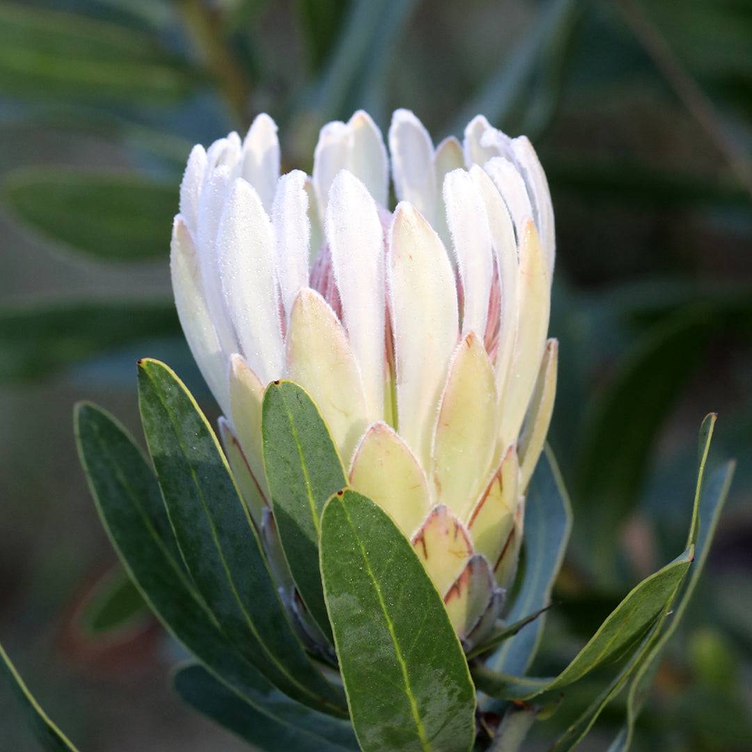 Protea Donna | Creamy White Protea Plants For Sale | Proteaflora