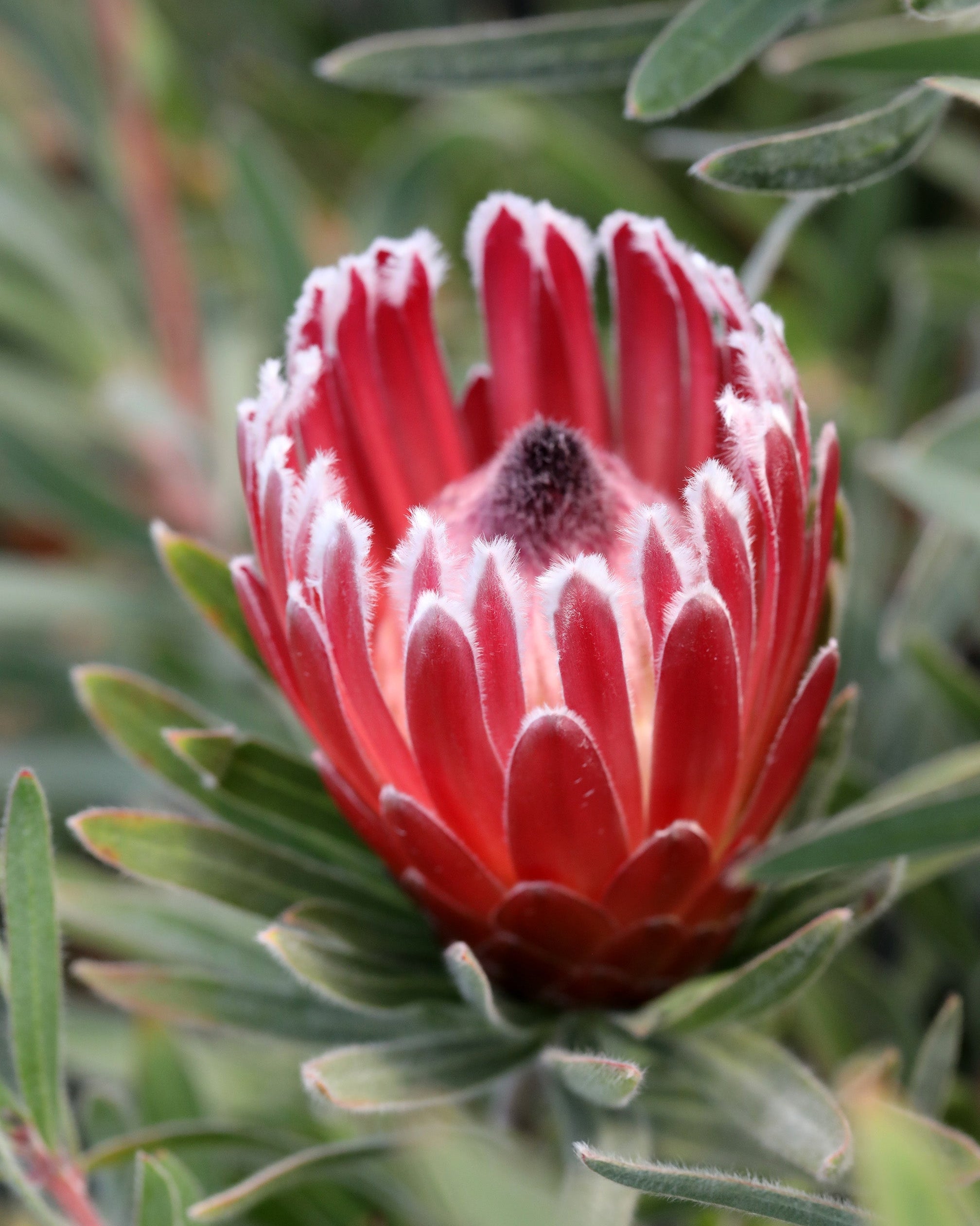 プロテア　エクリプス Protea Eclipse | Rare Protea Plants for Sale | Proteaflora
