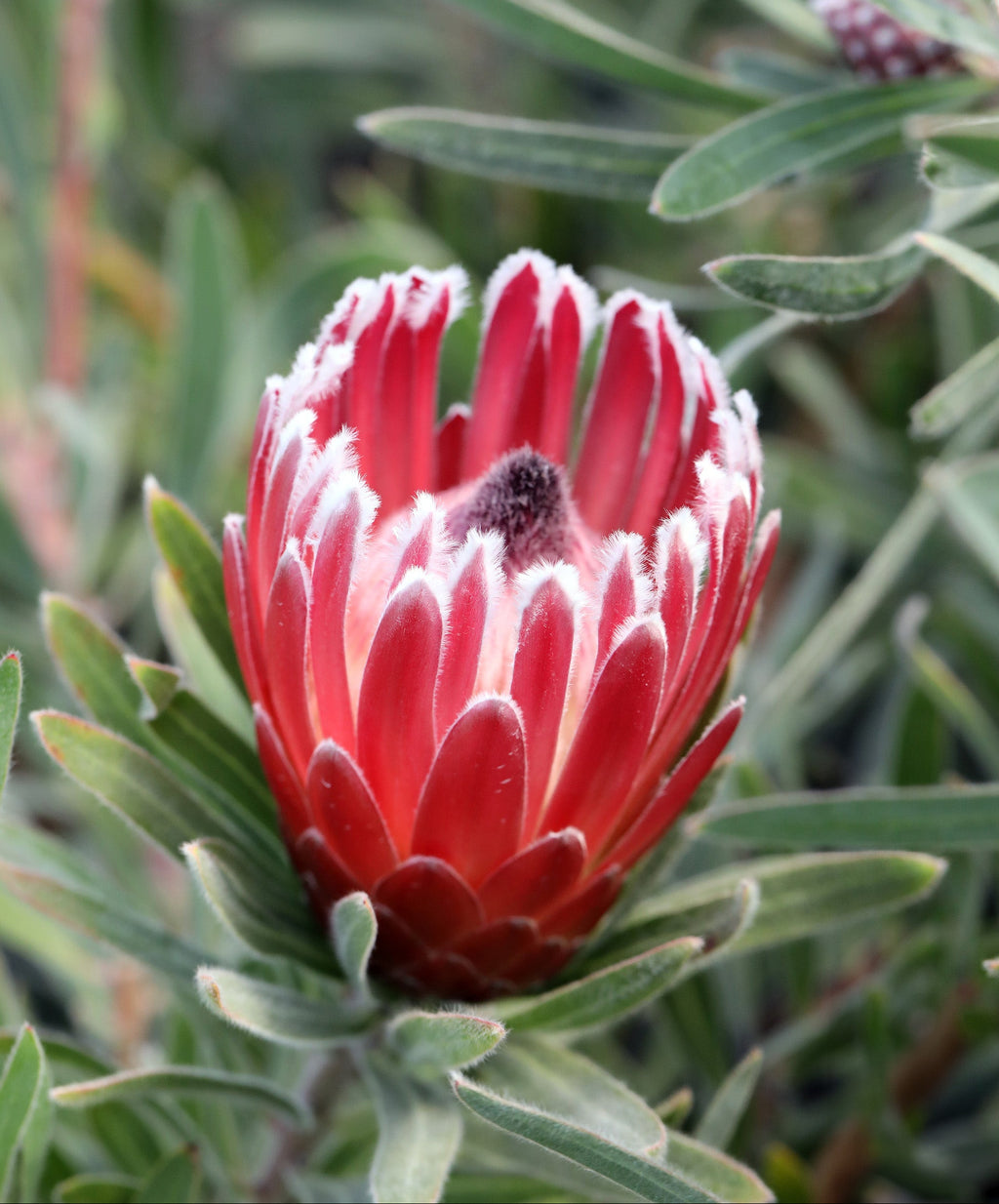 Protea Eclipse