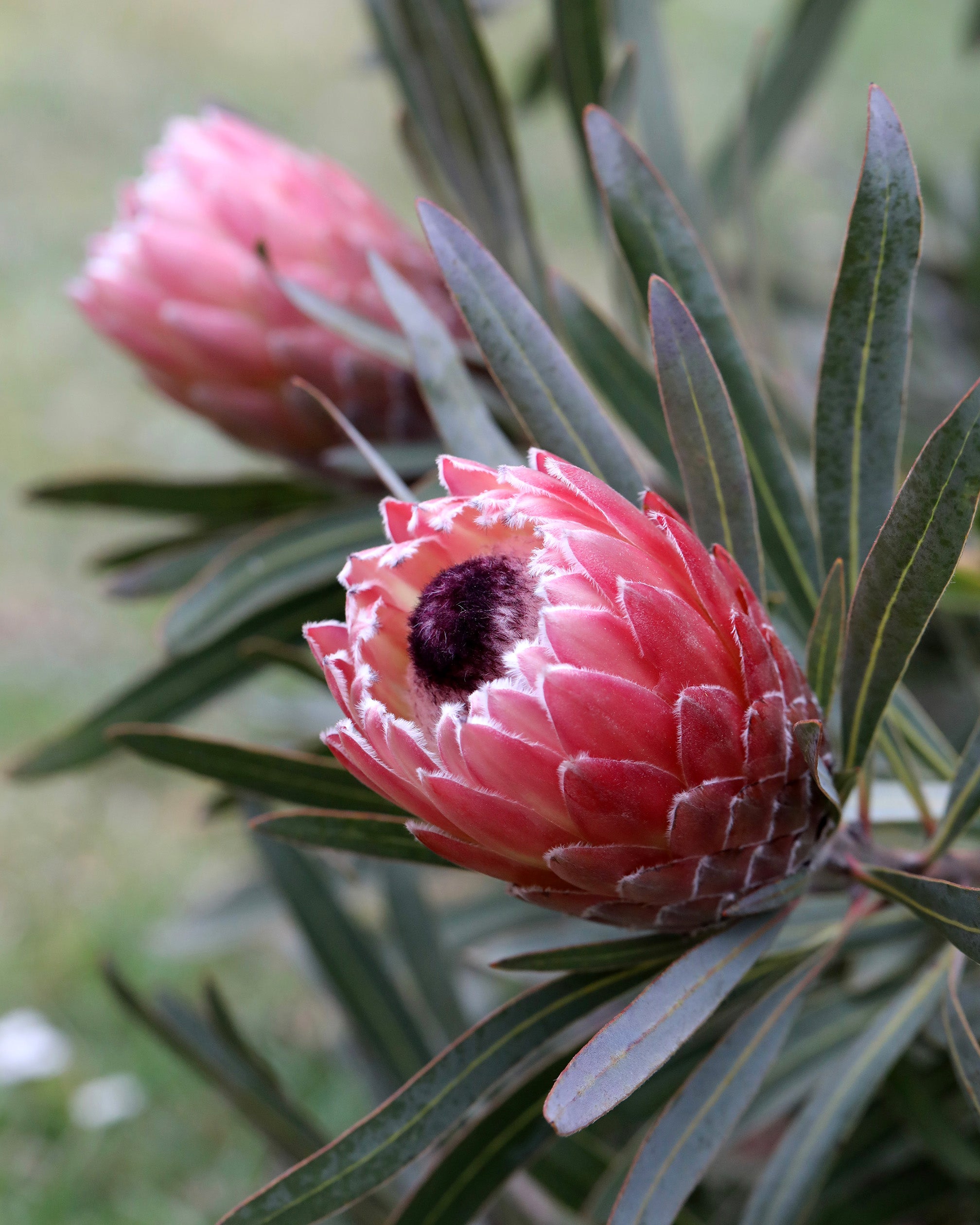 Protea-Juliet.jpg?v=1779937795