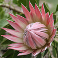Protea King Pink - Protea cynaroides