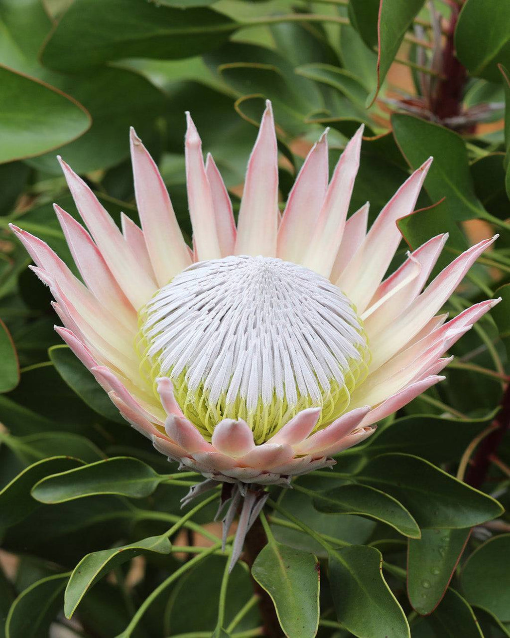 Protea King Pink - Protea cynaroides
