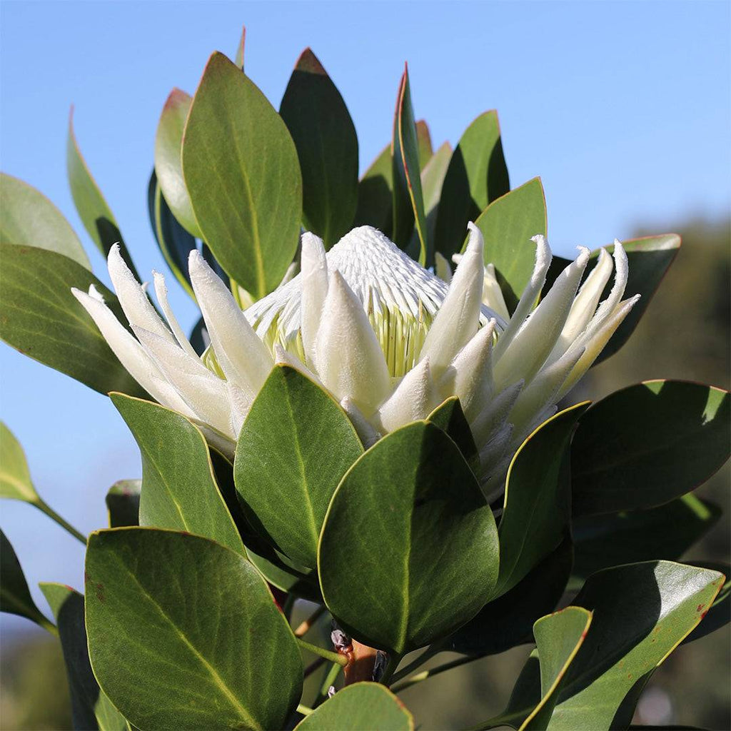 Protea King White