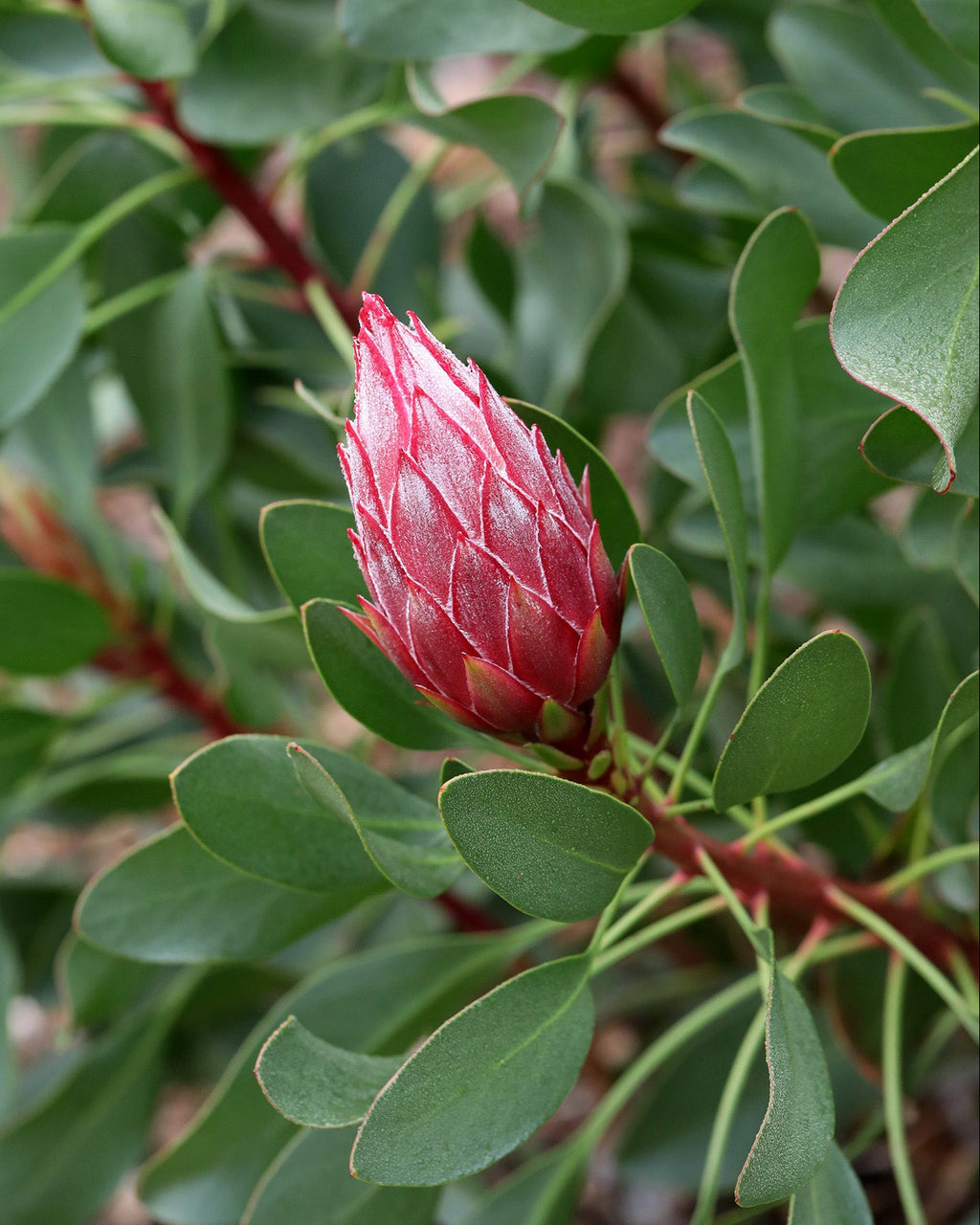 Protea Little Prince