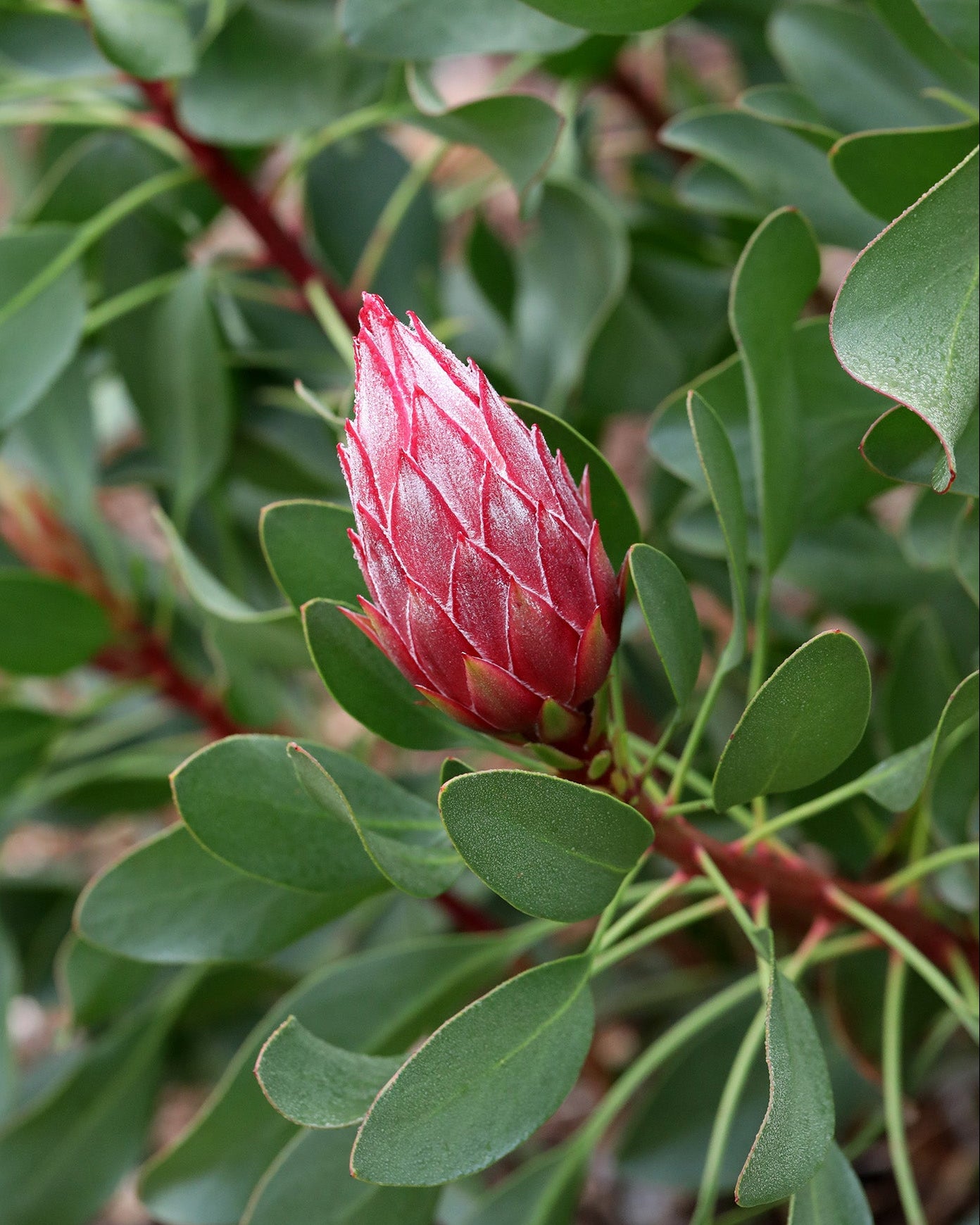Protea Little Prince