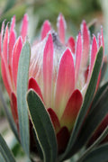 Protea Pandora