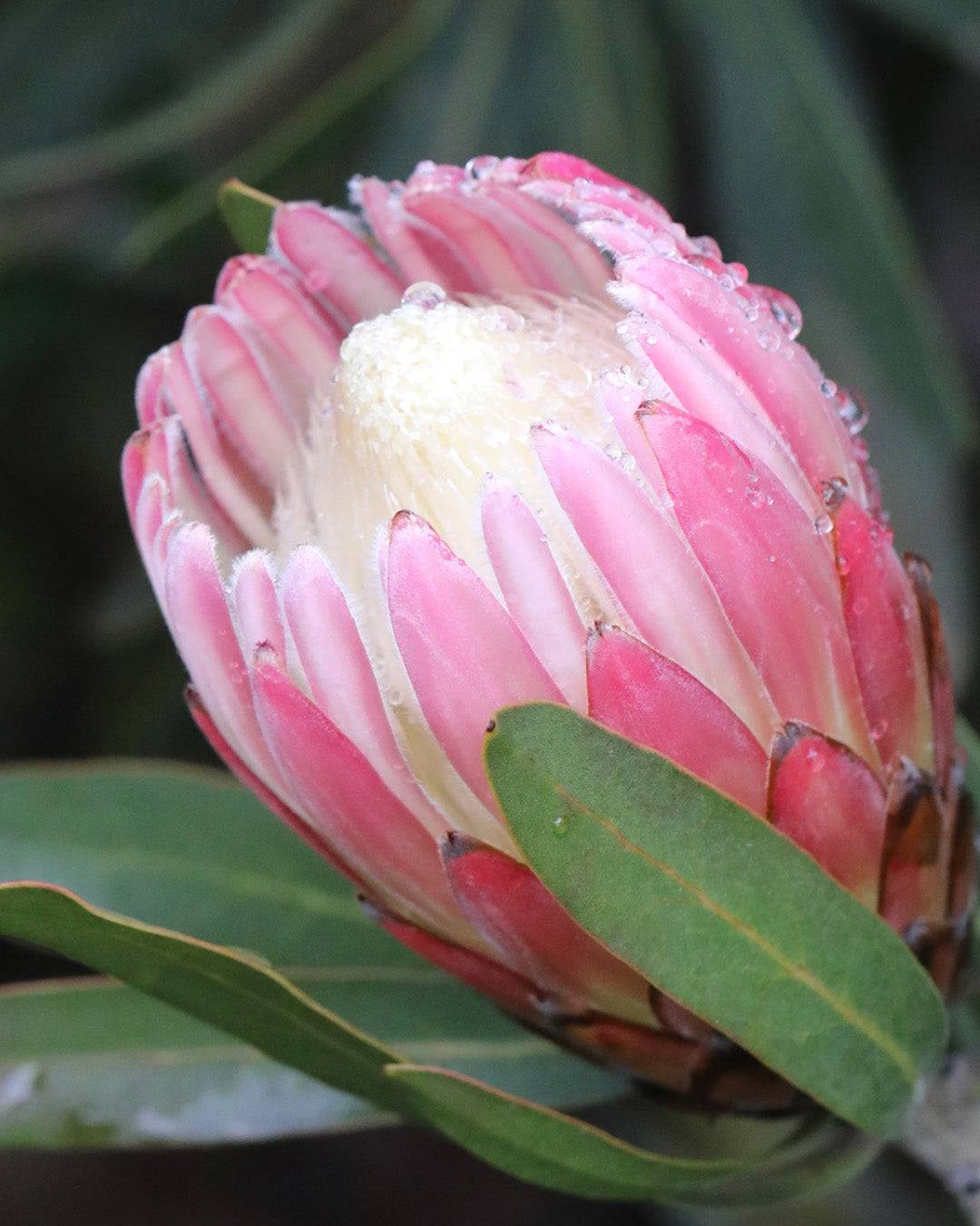 Protea Pink Cream