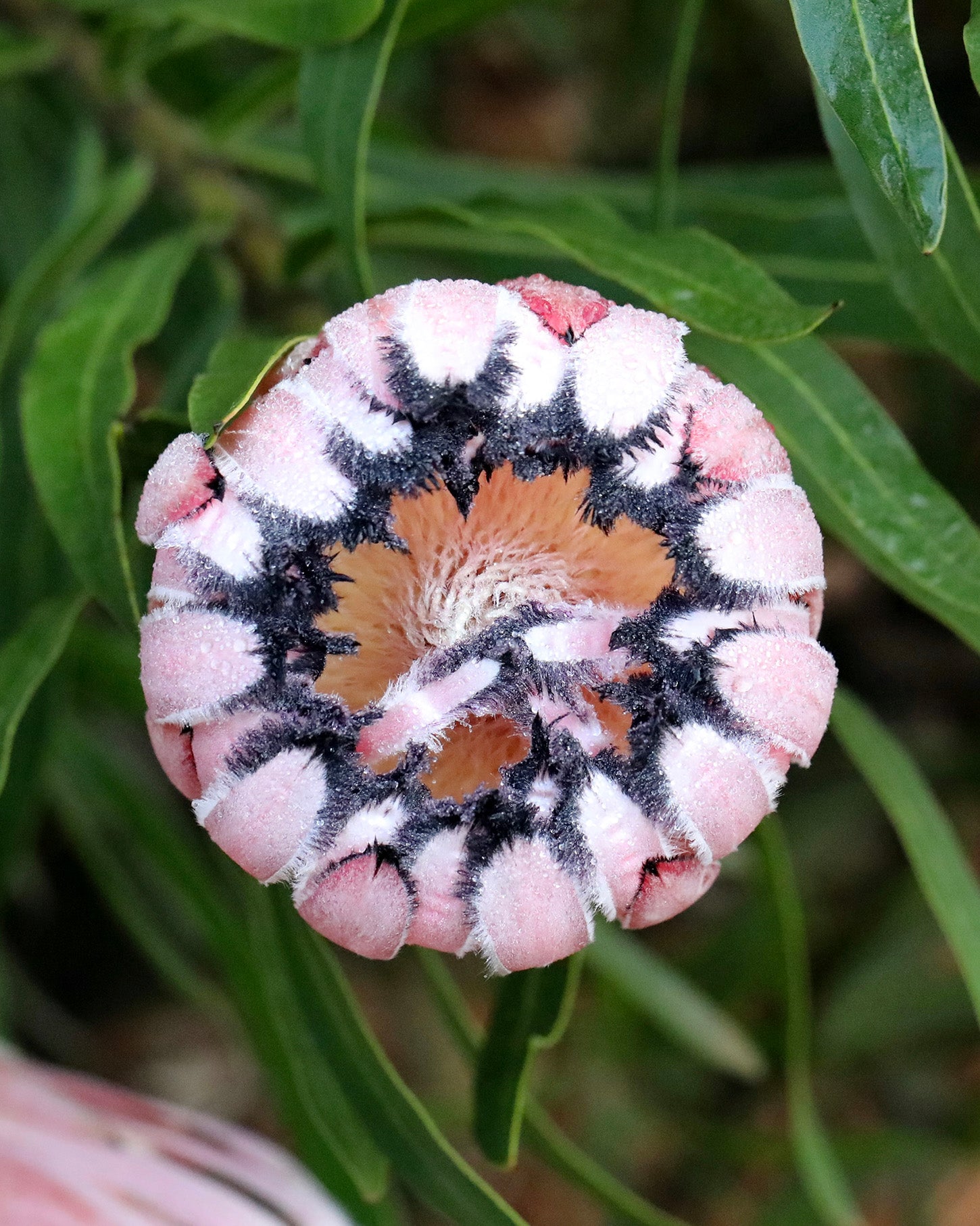 Protea Pink Mink