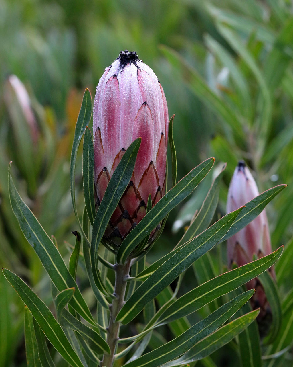 Protea Pink Mink
