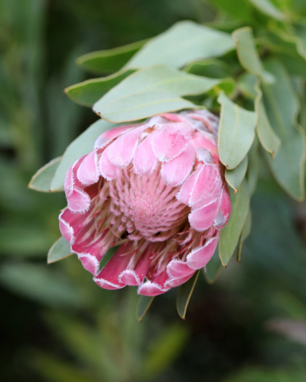 Protea Pink Pearl