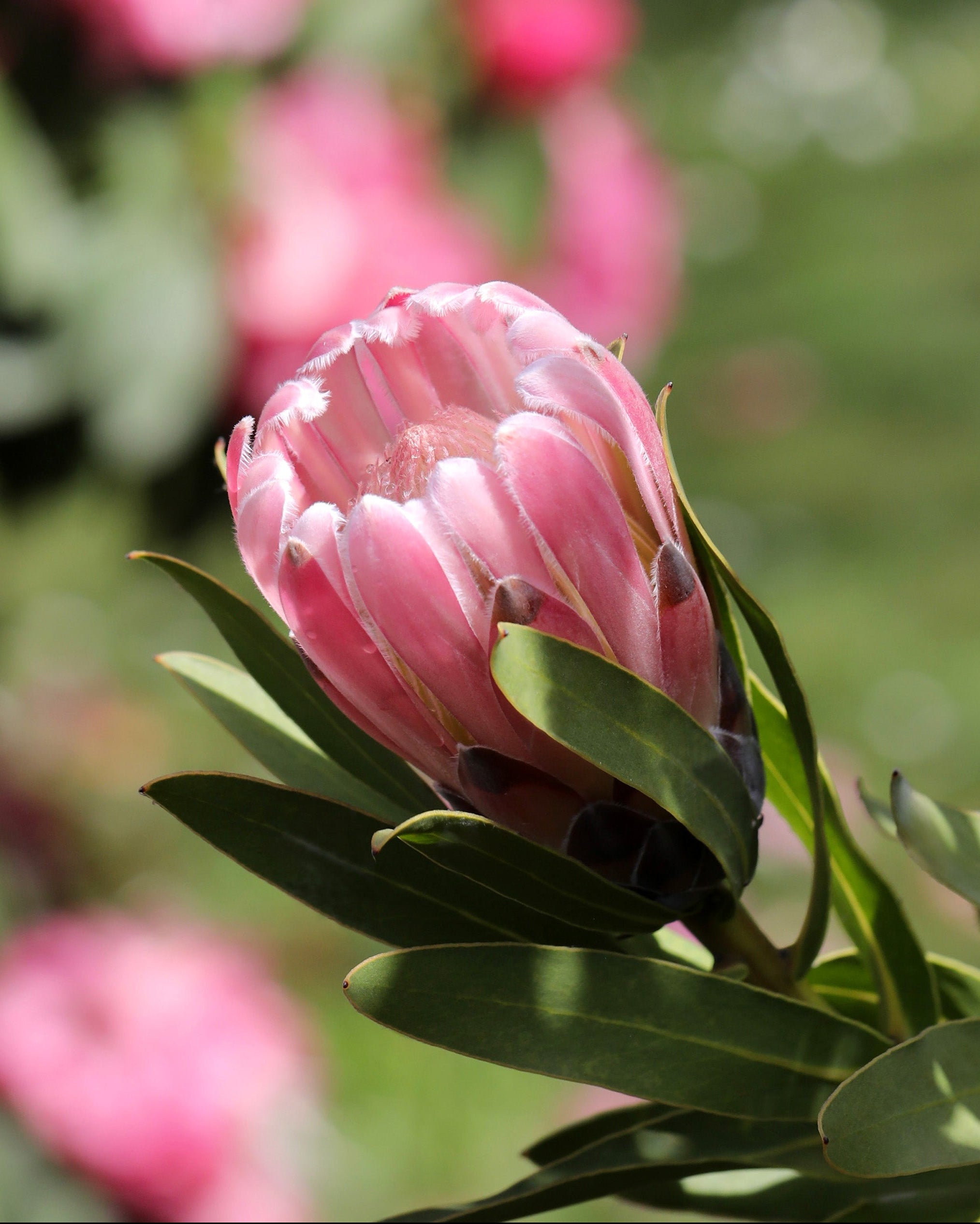 Protea Pink Pearl