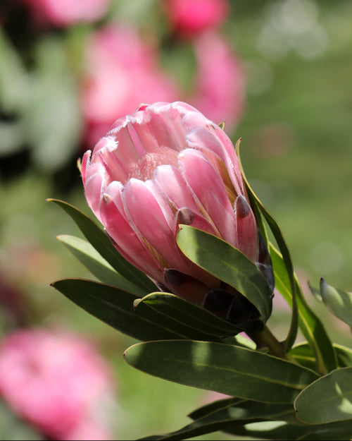 Protea Pink Pearl