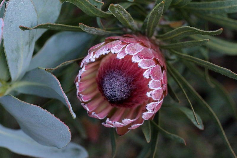 Protea Pixie