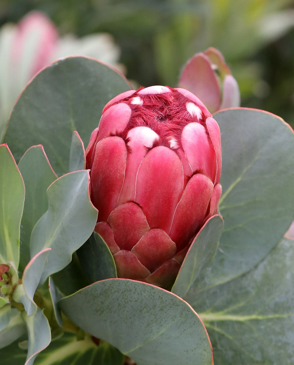 Princess Protea, Protea grandiceps