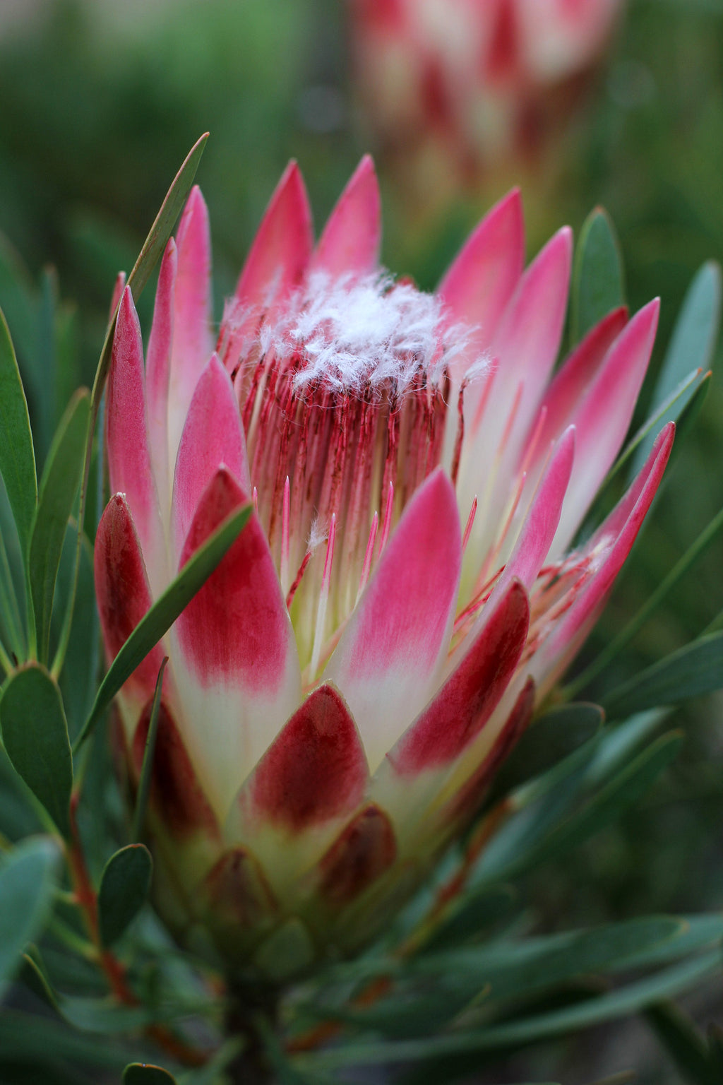 Protea Ruby Blush