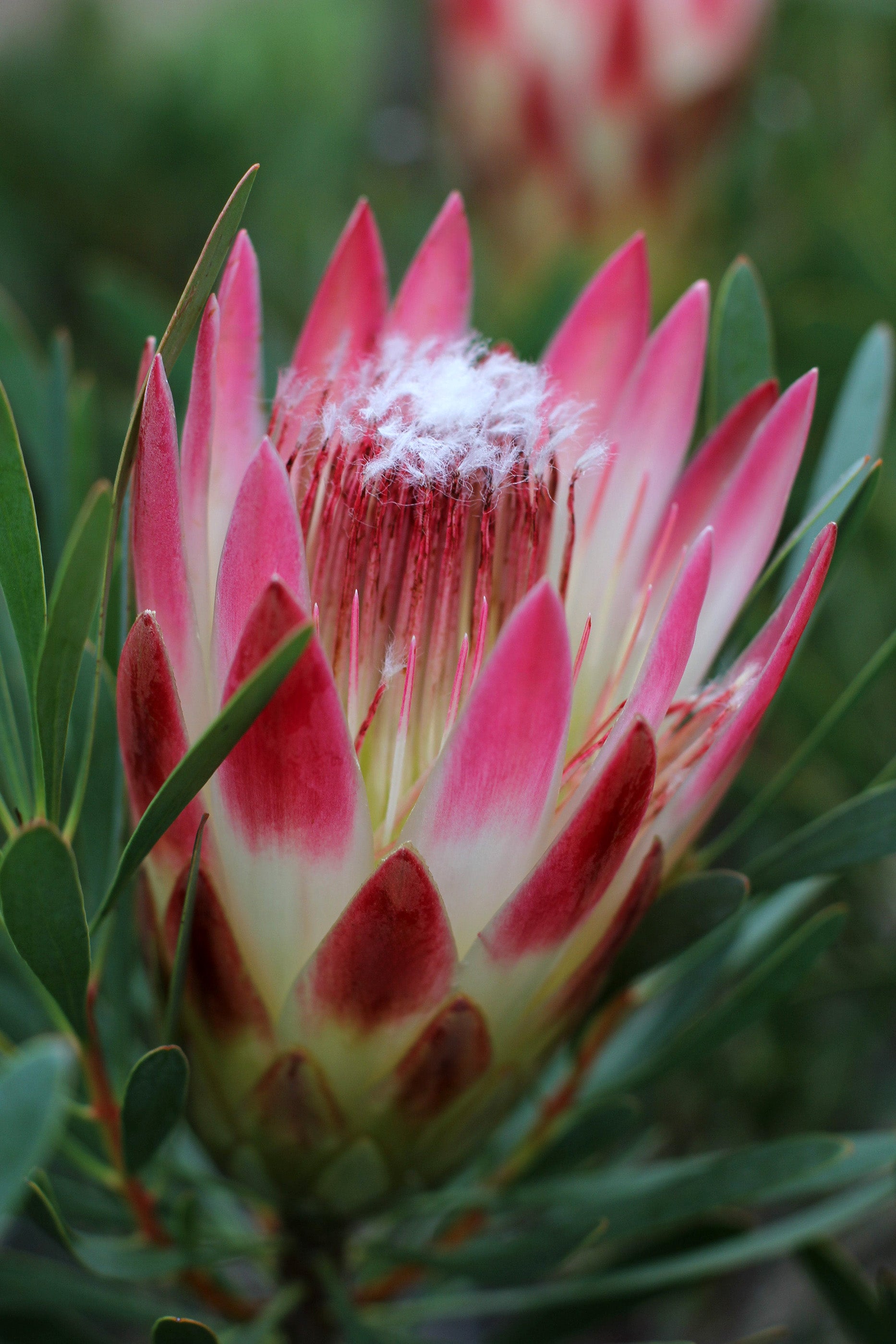 Protea Ruby Blush
