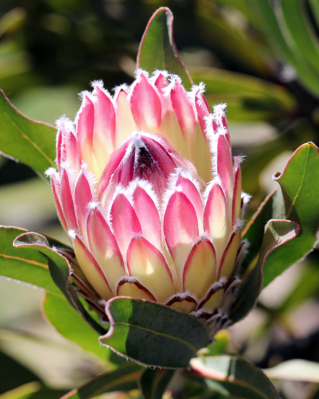 Protea Southern Cross