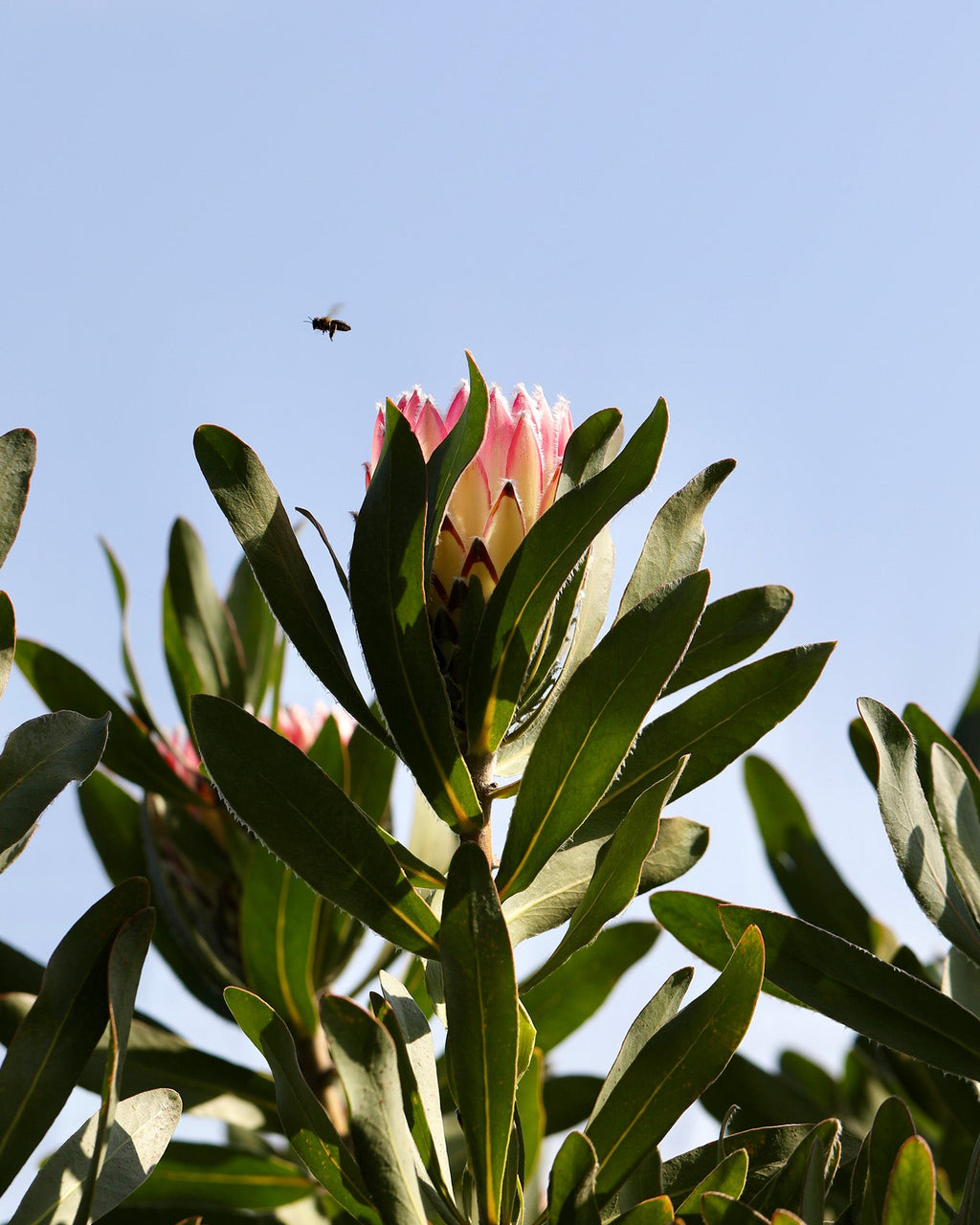 Protea Southern Cross