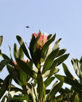 Protea Southern Cross
