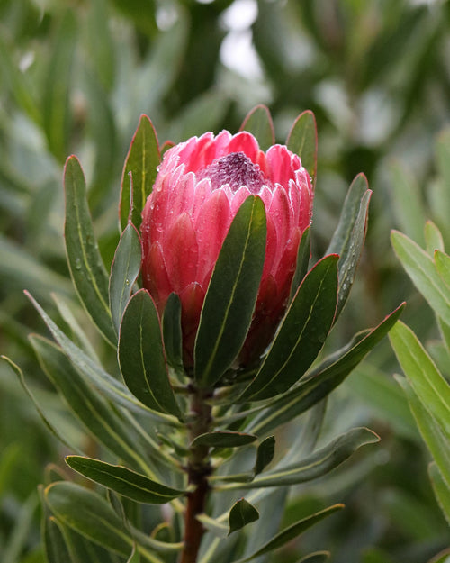 Protea Special Pink Ice
