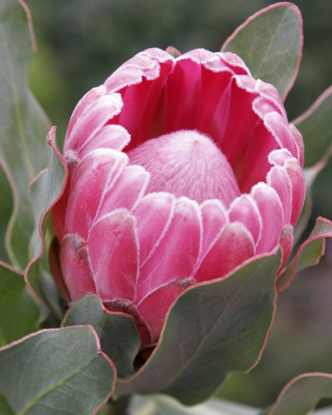 プロテア　ステートリー　2 Protea Stately | Natural Hedge Alternative | Proteaflora