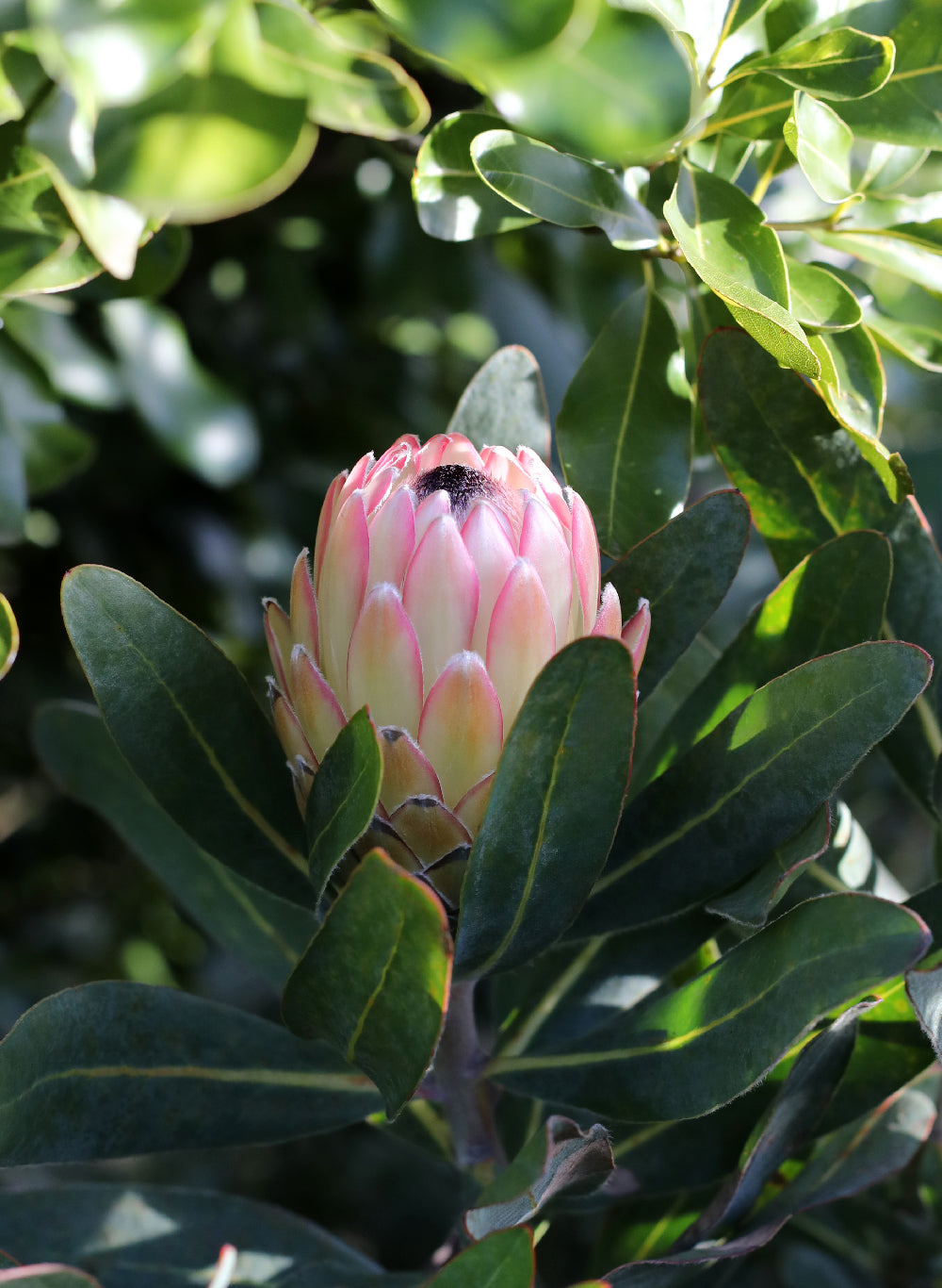 Protea Susara | Stunning Garden Plants For Sale Australia | Proteaflora
