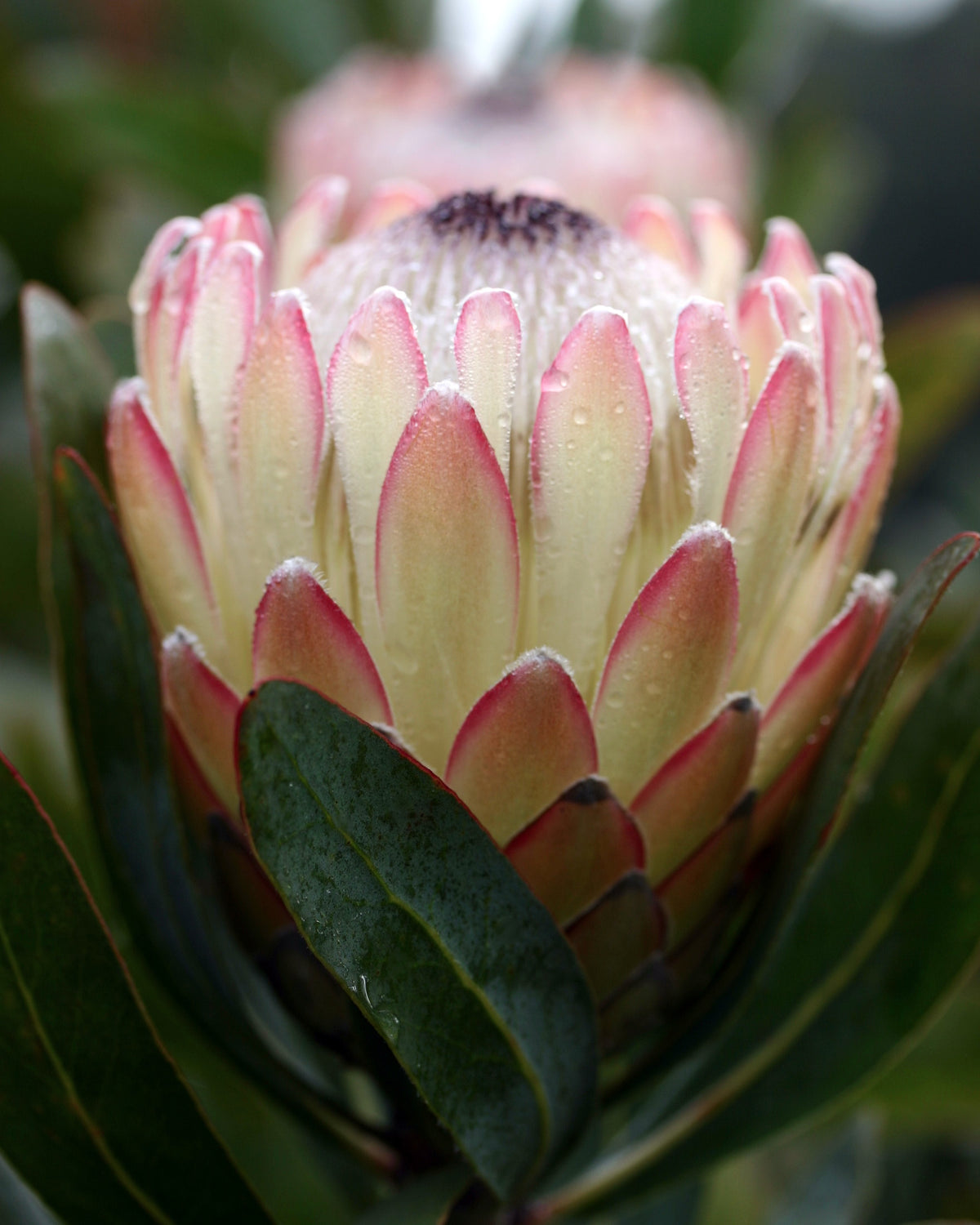 Protea Susara | Stunning Garden Plants For Sale Australia | Proteaflora