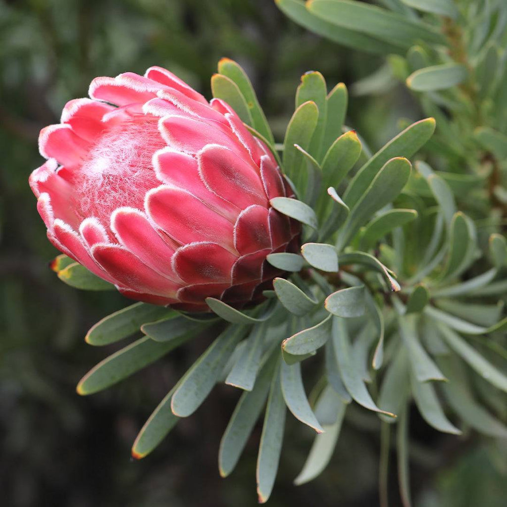 Protea Venus