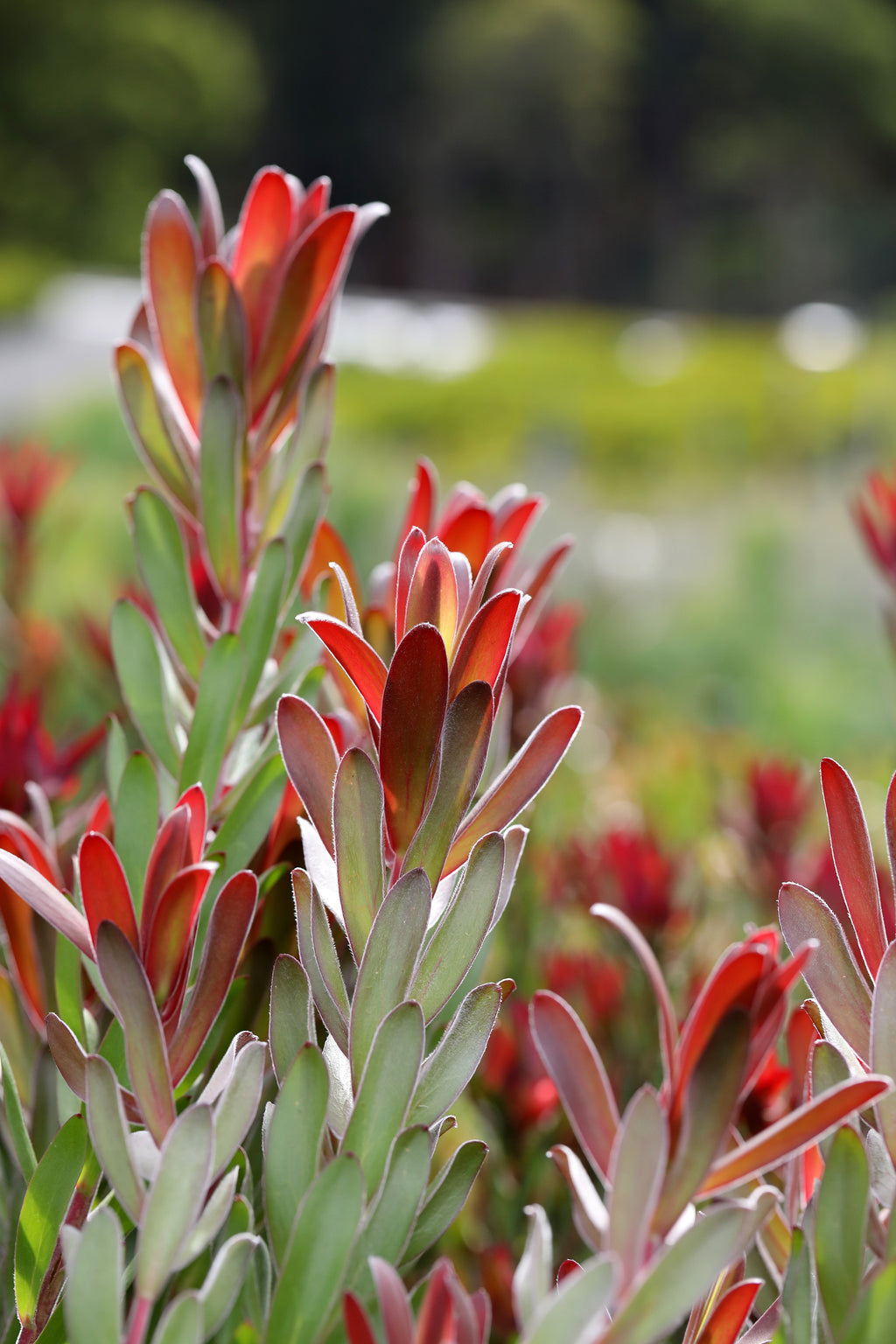 Leucadendron Joy