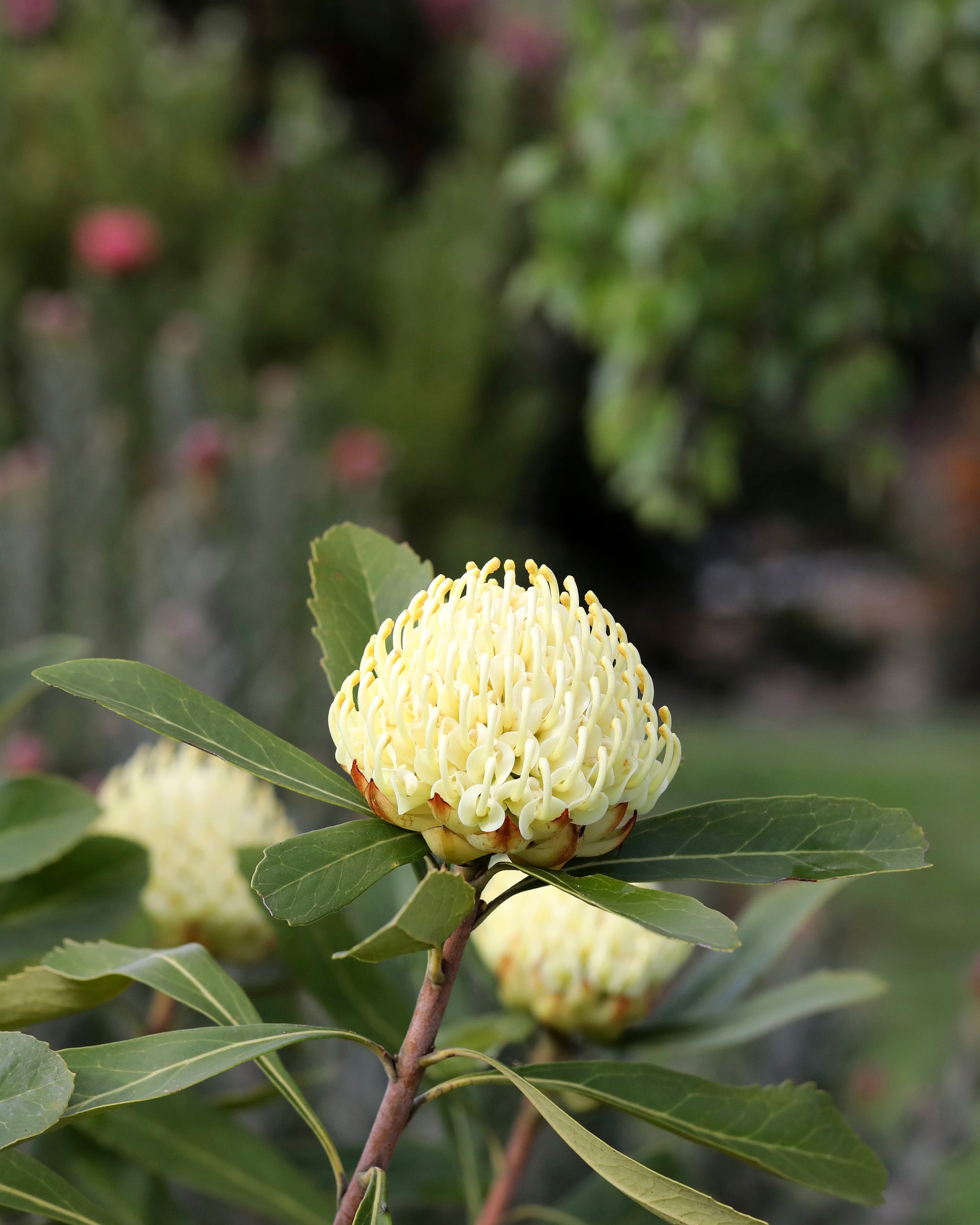 Telopea Shady Lady® Yellow Waratah