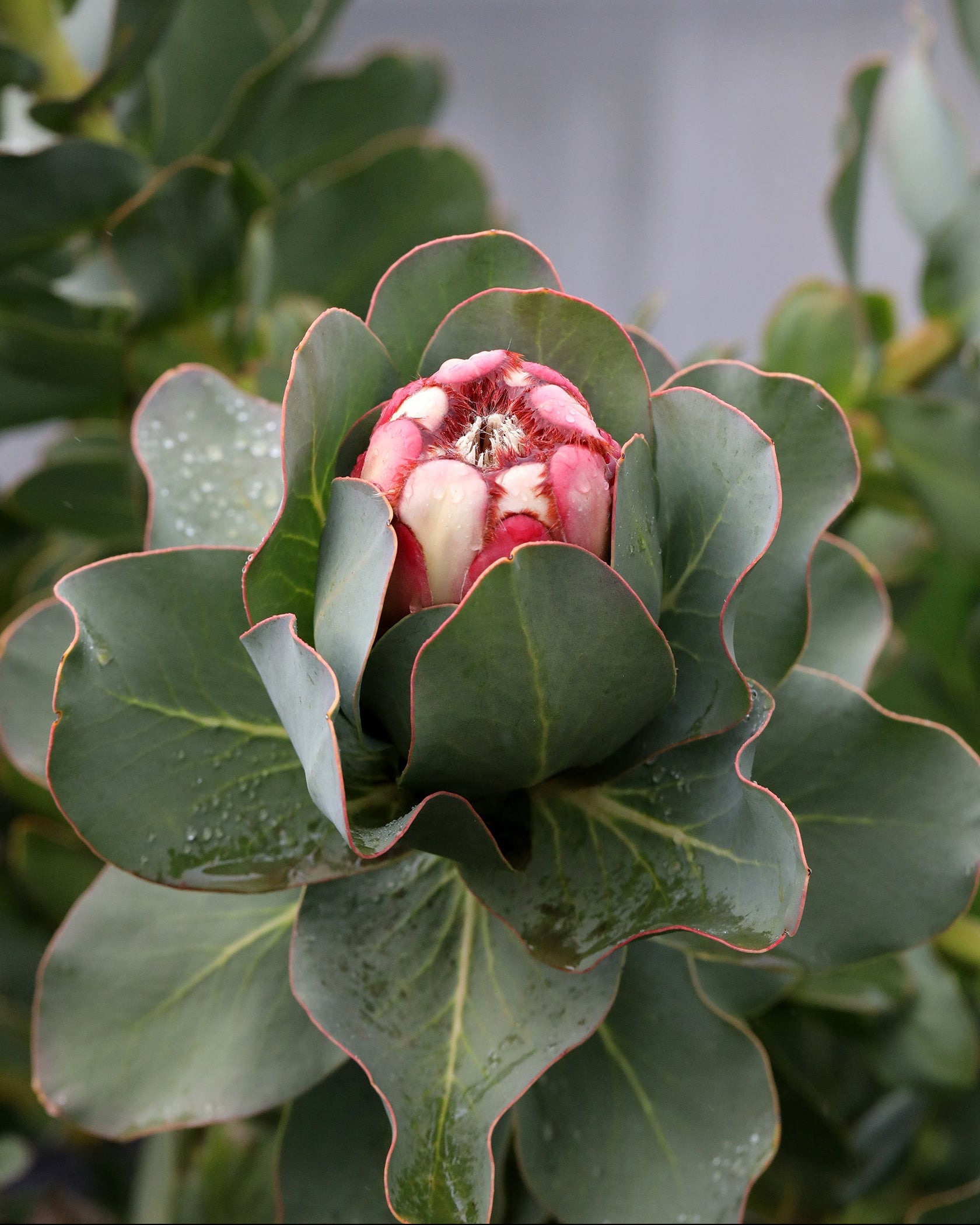 Princess Protea, Protea grandiceps