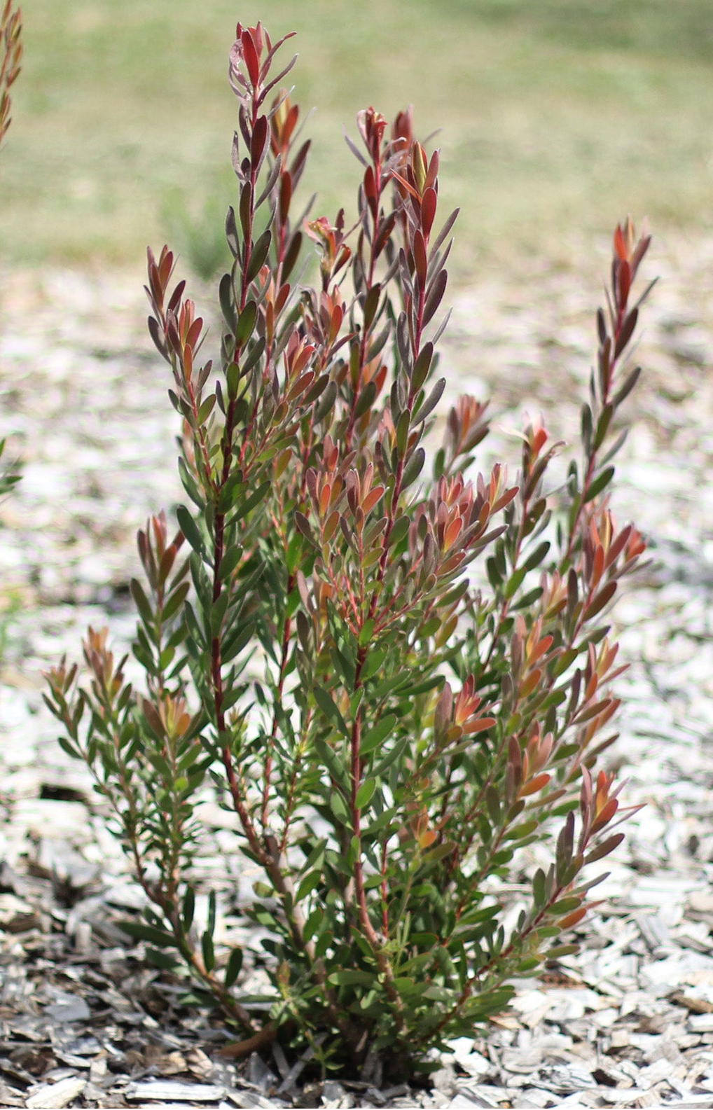 Small shrub with red-brown leaves on a bed of small stones.