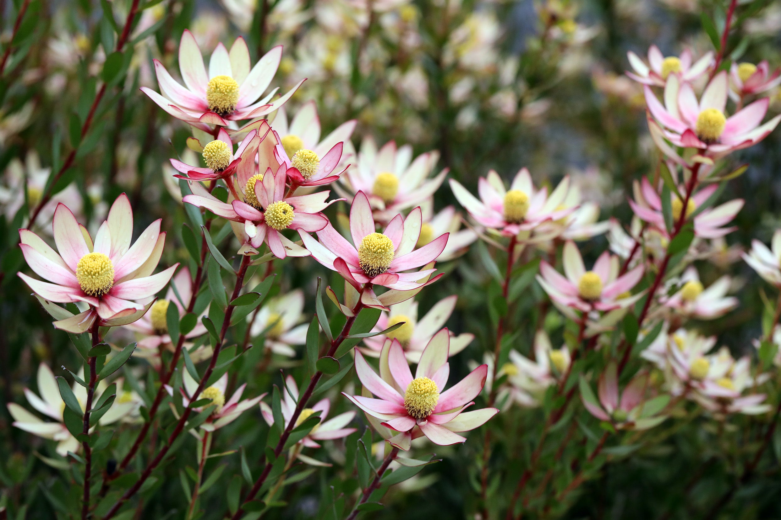 Leucadendrons