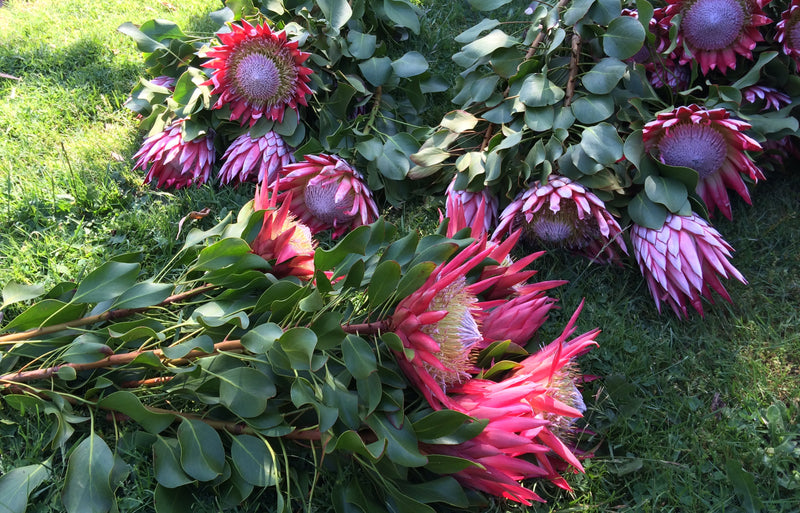 Pruning Proteas