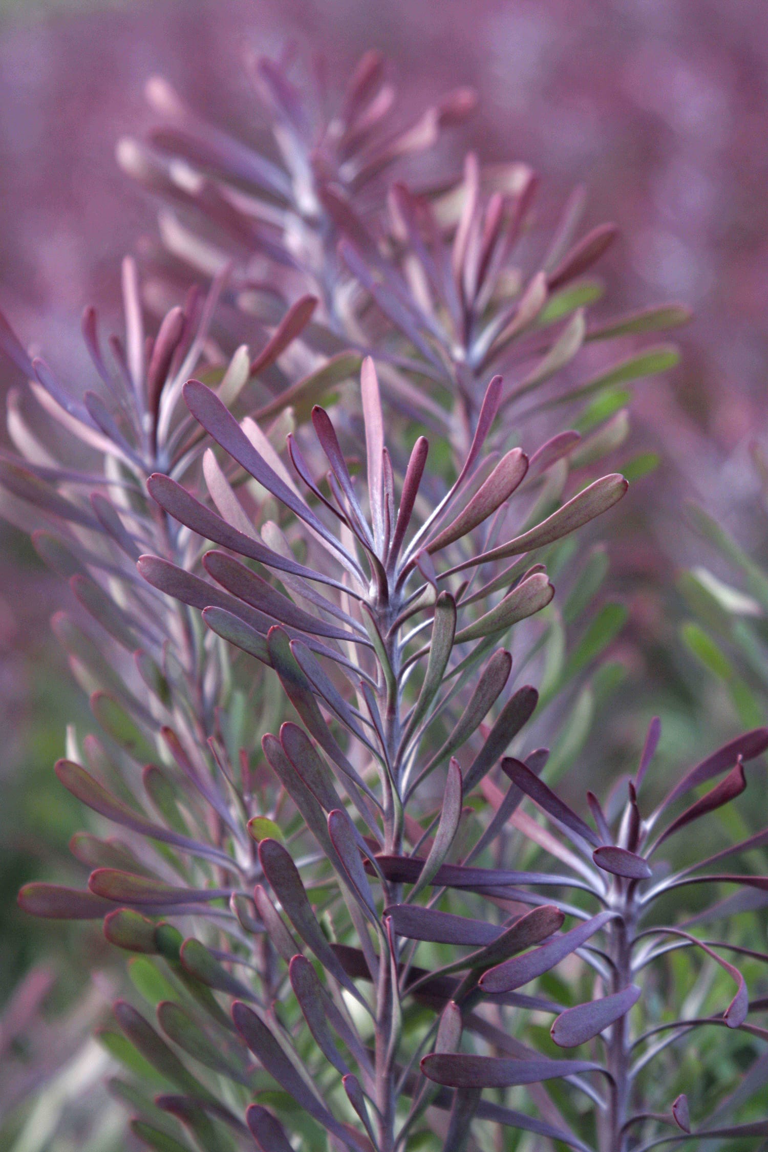 Leucadendron Purple Haze