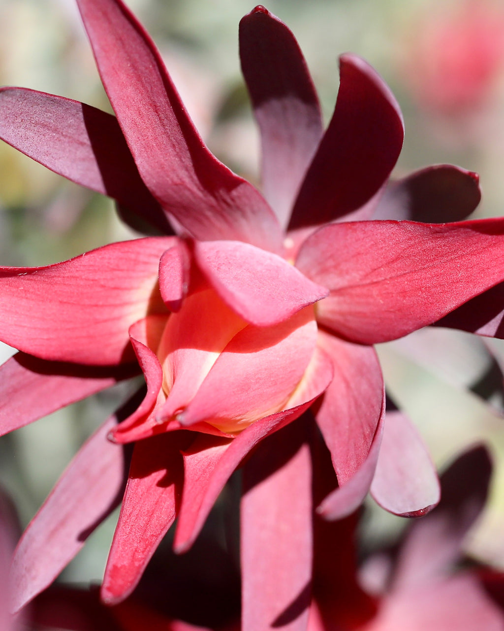 Leucadendron Red Devil