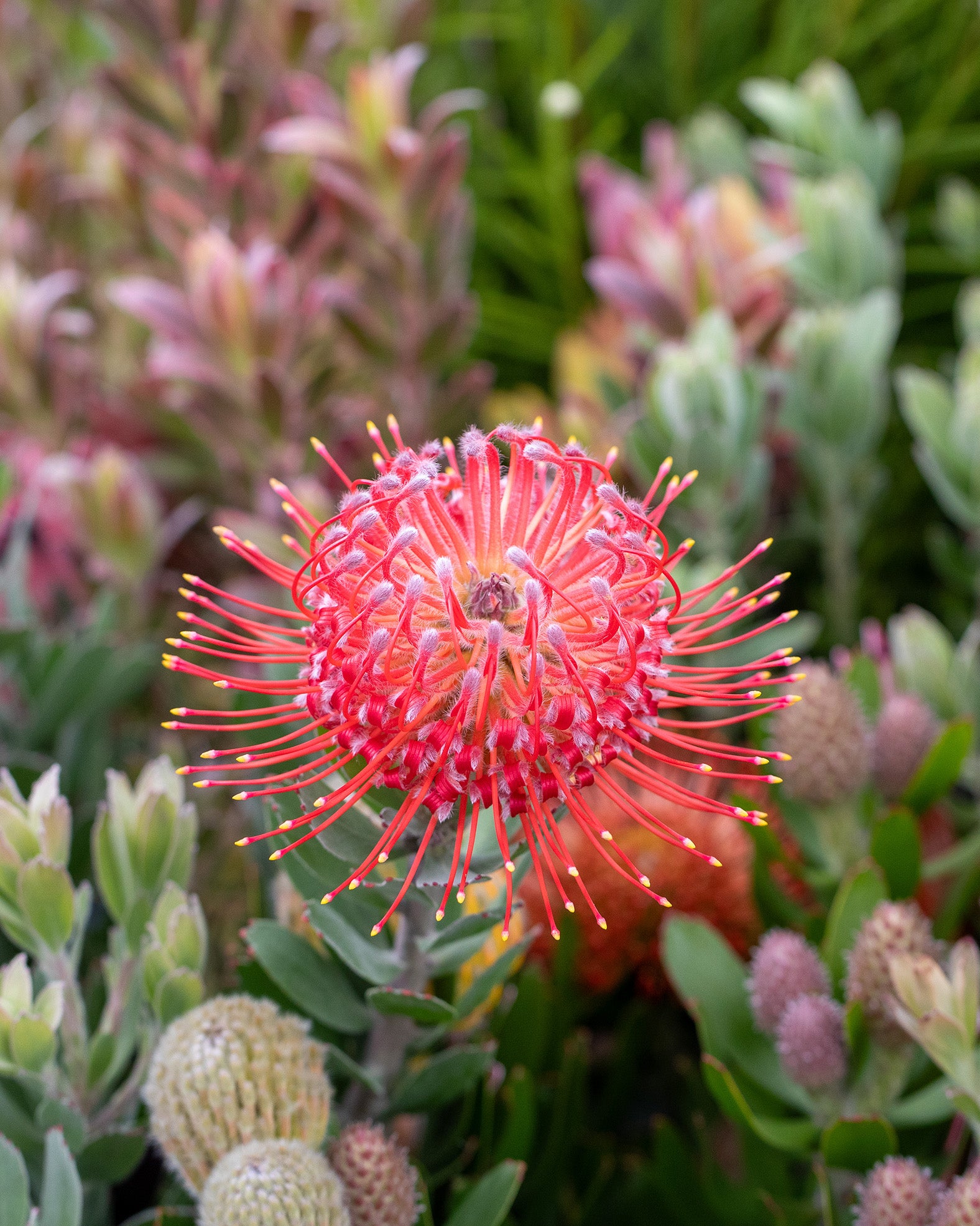 Leucospermum Red Phantom
