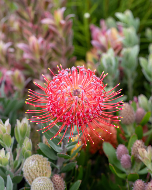 Leucospermum Red Phantom