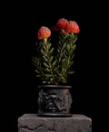 Leucospermum Red Phantom