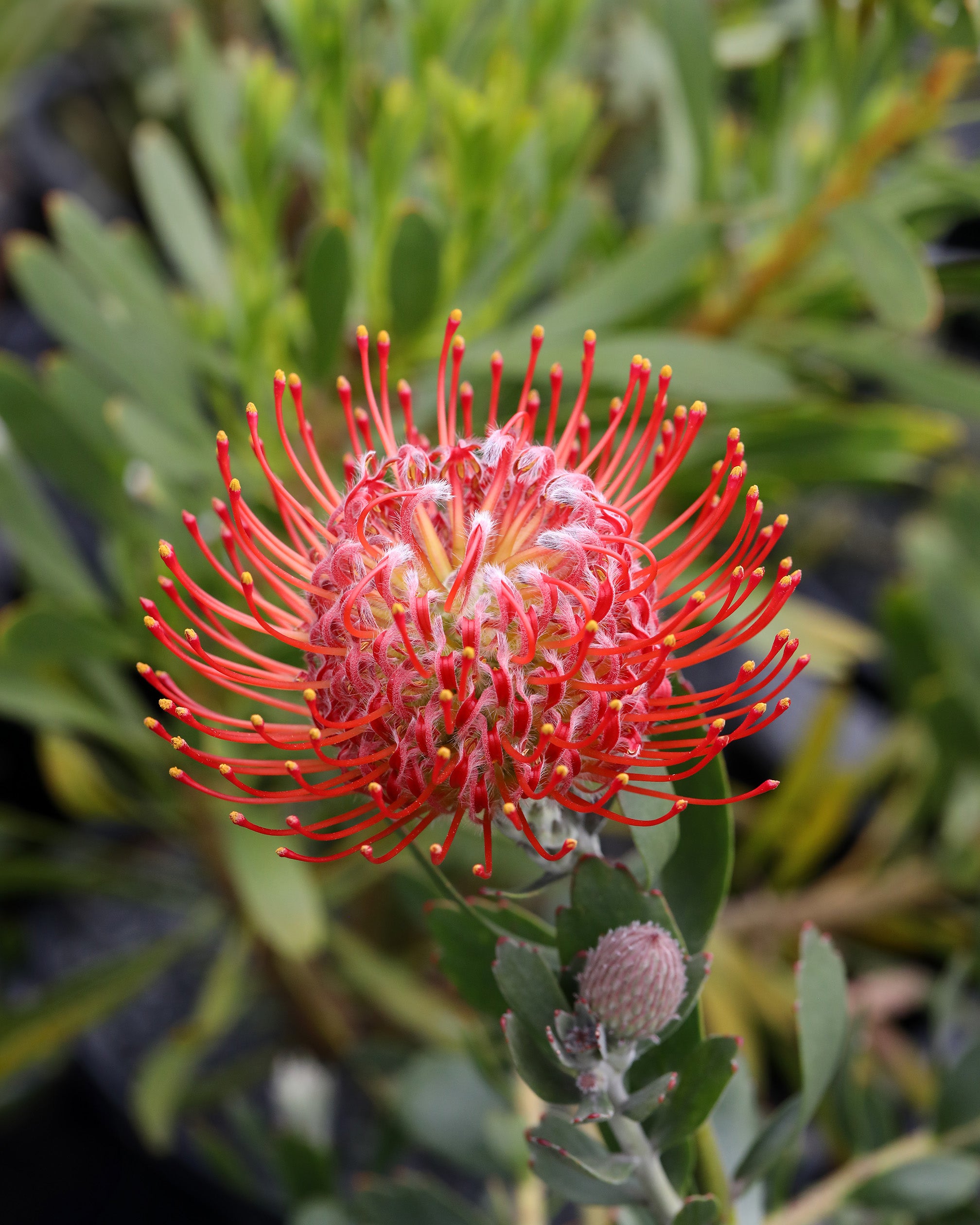 Leucospermum Rigoletto