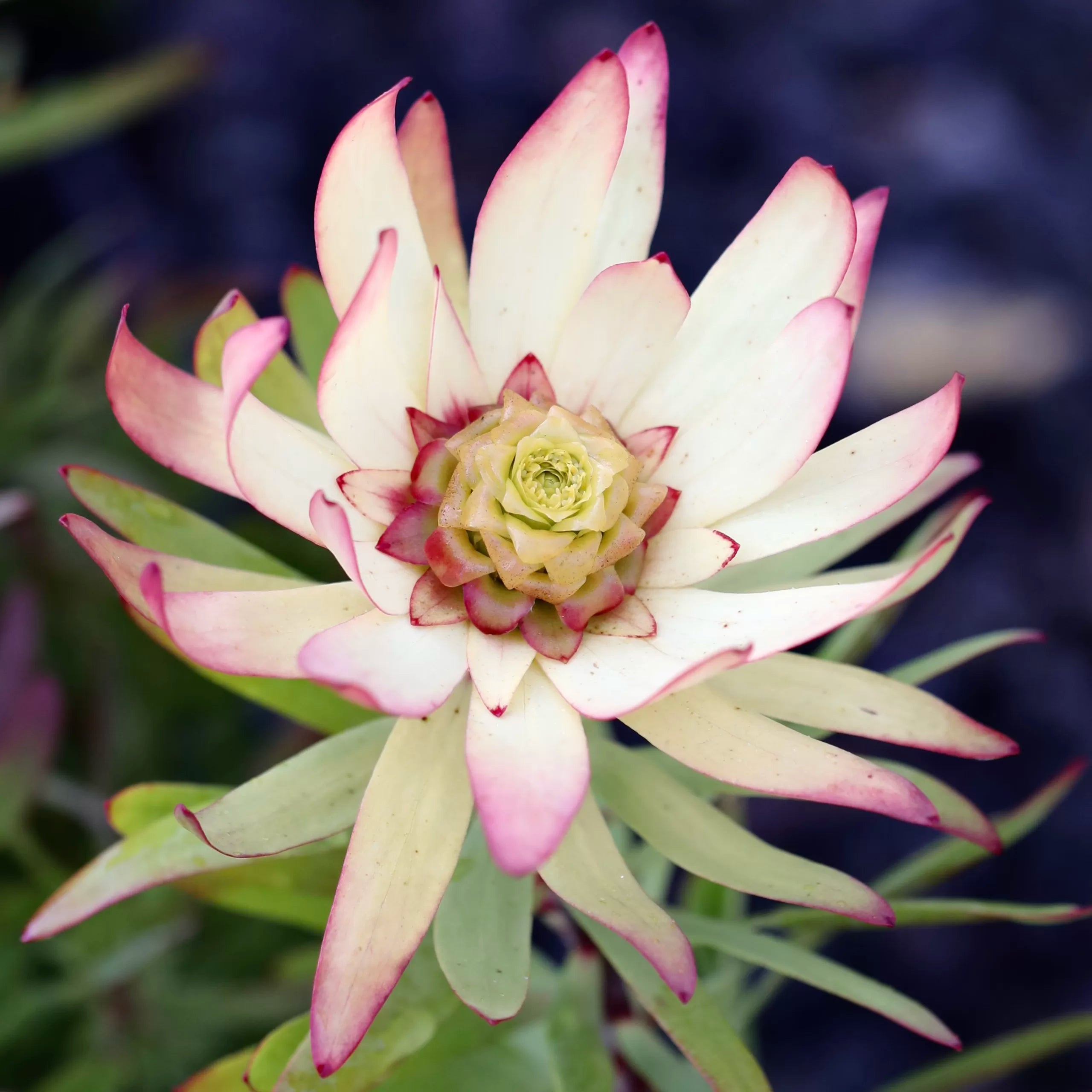 Leucadendron Sacred Dream